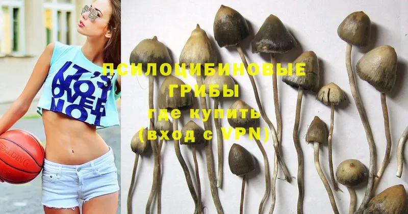 купить наркотики сайты  Кировск  Галлюциногенные грибы Psilocybine cubensis 